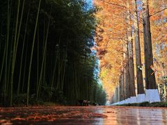 -黄海国家森林公园