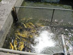 金鳟鱼-北京水岸山吧度假村(雁栖镇店)