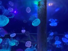 -海合安武汉极地海洋公园