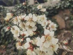 -香雪海
