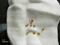 -瑞派福兴宠物医院犬猫全科·骨科·中西医结合(河东店)