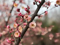 -蜀冈西峰生态公园