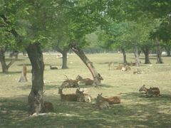 android_upload_pic-西安秦岭野生动物园