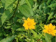 -黄海国家森林公园