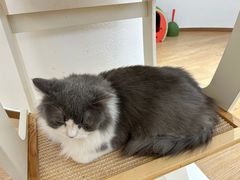 -1013 PET SHOP精品宠物商店(丁香店)