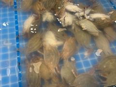 飞蟹-半岛听涛蒸汽海鲜自助(K11店)