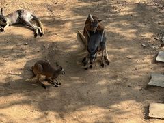 -大连森林动物园