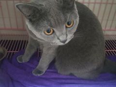 -瑞鹏宠物医院·骨科·猫科·内科(第一中心)