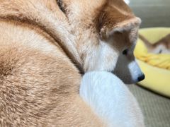 -逗柴咖啡屋·狗咖猫咖宠物桌游
