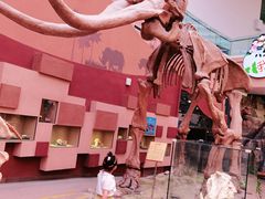 -陕西自然博物馆