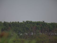 -大湾区中央湿地公园