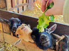 -清迈夜间动物园