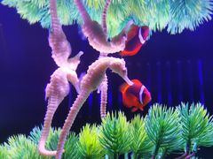 -成都浩海立方海洋公园