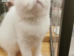 -袖虎·猫馆(体育西路店)