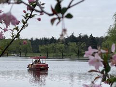 -上海共青森林公园