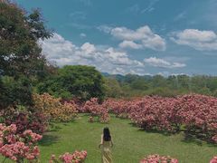 -中国科学院西双版纳热带植物园