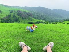 -大姆山草场