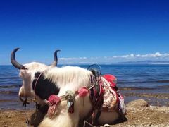 -青海湖国家重点风景名胜区