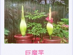 -北京植物园-展览温室