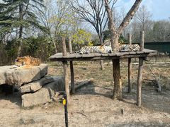 -上海野生动物园老虎餐厅