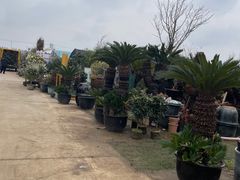 -龙大花卉苗木市场