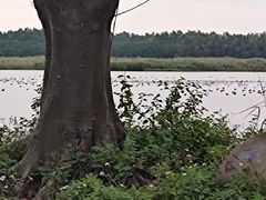 -大湾区中央湿地公园