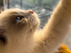 -喵zoo家庭繁育猫舍(尖东智能花园店)