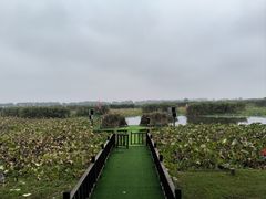 -洪湖生态旅游区