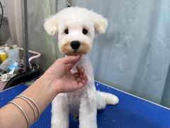 -唐小姐の私宠·宠物洗护美容·撸猫馆·购宠(周浦万达旗舰店)