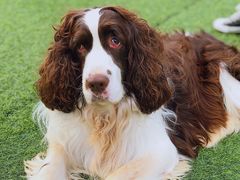 -汪说喵讲宠物乐园宠物酒店(红星美凯龙店)