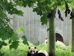 -卧龙中华大熊猫苑神树坪基地