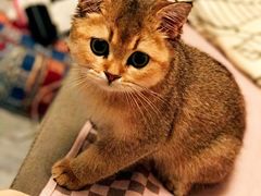 -猫大福·Fortune Cat猫舍(百子湾店)