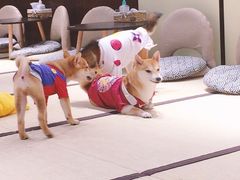 -逗柴咖啡屋·狗咖猫咖宠物桌游