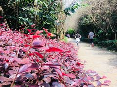 -三圣花乡旅游区