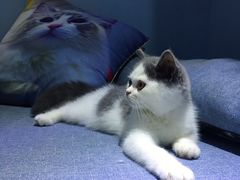 -喵的天空名猫咖啡馆·撸猫·猫舍·用品