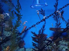 -上海海洋水族馆