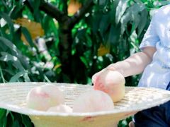 -老袁家蜜桃农场·阳山水蜜桃