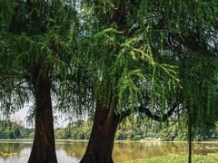 -南宁良凤江国家森林公园