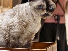 -藏猫猫咖啡主题馆(中央大道店)