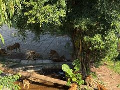 -深圳野生动物园