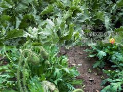 -国家植物园南园