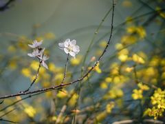 -桃花堤公园