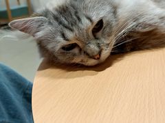 -藏猫猫咖啡主题馆(中央大道店)