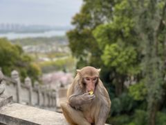 -苏州上方山国家森林公园