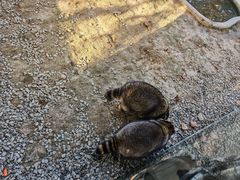 -佛冈森波拉度假区