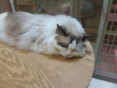 -藏猫猫咖啡主题馆(中央大道店)