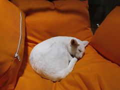 -飞行喵MR PILOT|猫舍·猫咖(静安大融城店)