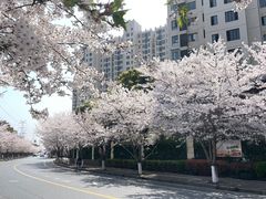 -高东镇樱花园