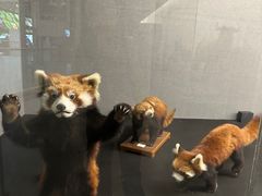 -昆明动物博物馆