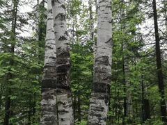 -峡谷浮石林景区